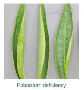 علائم کمبود پتاسیم در بادام (Potassium Deficiency)