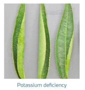علائم کمبود پتاسیم در بادام (Potassium Deficiency)
