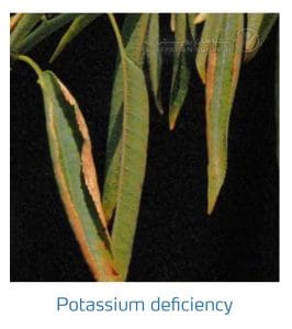 علائم کمبود پتاسیم در بادام (Potassium Deficiency)