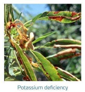 علائم کمبود پتاسیم در بادام (Potassium Deficiency)