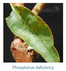 علائم کمبود فسفر در بادام (Phosphorus Deficiency)