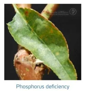 علائم کمبود فسفر در بادام (Phosphorus Deficiency)