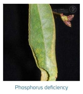 علائم کمبود فسفر در بادام (Phosphorus Deficiency)