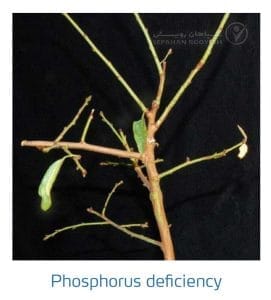 علائم کمبود فسفر در بادام (Phosphorus Deficiency)