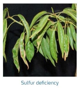 علائم کمبود سولفور در بادام (Zinc Deficiency)