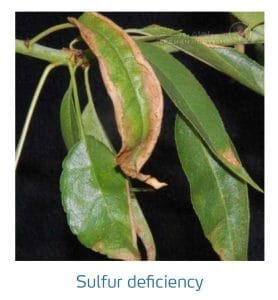 علائم کمبود سولفور در بادام (Zinc Deficiency)