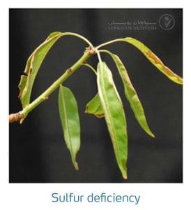 علائم کمبود سولفور در بادام (Zinc Deficiency)