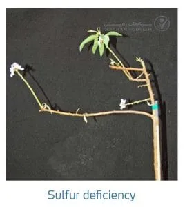 علائم کمبود سولفور در بادام (Zinc Deficiency)
