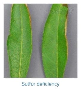 علائم کمبود سولفور در بادام (Zinc Deficiency)