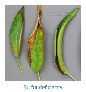 علائم کمبود سولفور در بادام (Zinc Deficiency)