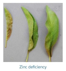 علائم کمبود روی در بادام (Zinc Deficiency)