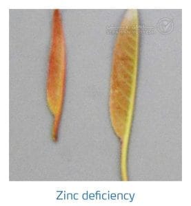 علائم کمبود روی در بادام (Zinc Deficiency)