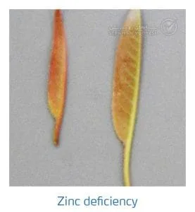 علائم کمبود روی در بادام (Zinc Deficiency)