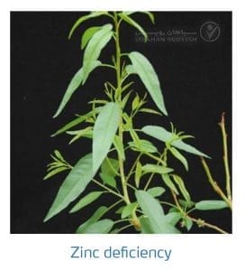 علائم کمبود روی در بادام (Zinc Deficiency)