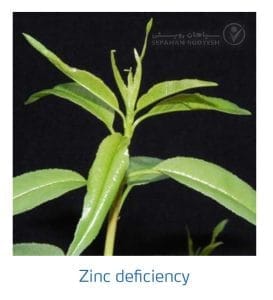 علائم کمبود روی در بادام (Zinc Deficiency)