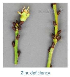 علائم کمبود روی در بادام (Zinc Deficiency)