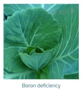 علائم کمبود بُر در کلم پیچ، گل کلم، کلم بروکلی (Boron Deficiency)