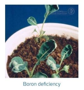 علائم کمبود بُر در کلم پیچ، گل کلم، کلم بروکلی (Boron Deficiency)