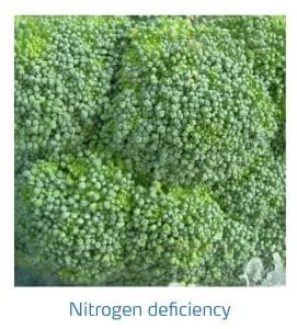 علائم کمبود نیتروژن در کلم پیچ، گل کلم، کلم بروکلی (Nitrogen Deficiency)