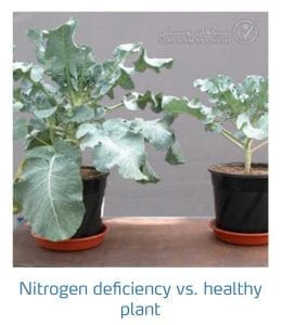 علائم کمبود نیتروژن در کلم پیچ، گل کلم، کلم بروکلی (Nitrogen Deficiency)