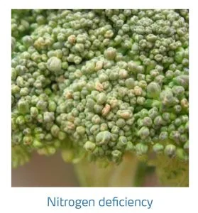 علائم کمبود نیتروژن در کلم پیچ، گل کلم، کلم بروکلی (Nitrogen Deficiency)