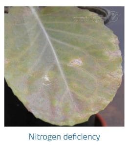 علائم کمبود نیتروژن در کلم پیچ، گل کلم، کلم بروکلی (Nitrogen Deficiency)