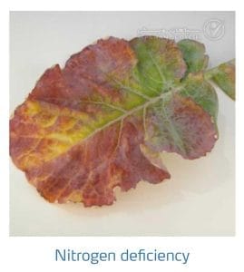 علائم کمبود نیتروژن در کلم پیچ، گل کلم، کلم بروکلی (Nitrogen Deficiency)