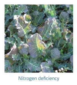 علائم کمبود نیتروژن در کلم پیچ، گل کلم، کلم بروکلی (Nitrogen Deficiency)