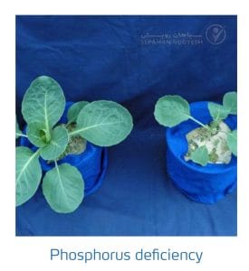 علائم کمبود فسفر در کلم پیچ، گل کلم، کلم بروکلی (Phosphorus Deficiency)