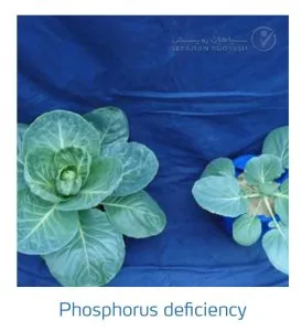 علائم کمبود فسفر در کلم پیچ، گل کلم، کلم بروکلی (Phosphorus Deficiency)