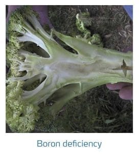 علائم کمبود بُر در کلم پیچ، گل کلم، کلم بروکلی (Boron Deficiency)