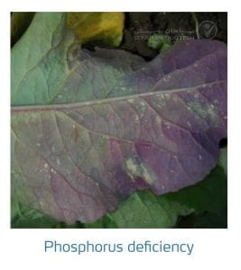 علائم کمبود فسفر در کلم پیچ، گل کلم، کلم بروکلی (Phosphorus Deficiency)