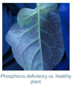 علائم کمبود فسفر در کلم پیچ، گل کلم، کلم بروکلی (Phosphorus Deficiency)