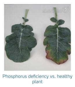 علائم کمبود فسفر در کلم پیچ، گل کلم، کلم بروکلی (Phosphorus Deficiency)