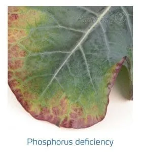 علائم کمبود فسفر در کلم پیچ، گل کلم، کلم بروکلی (Phosphorus Deficiency)