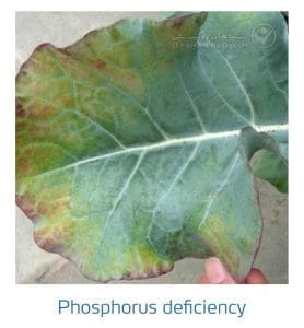 علائم کمبود فسفر در کلم پیچ، گل کلم، کلم بروکلی (Phosphorus Deficiency)