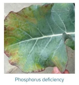 علائم کمبود فسفر در کلم پیچ، گل کلم، کلم بروکلی (Phosphorus Deficiency)