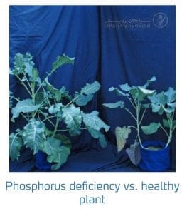 علائم کمبود فسفر در کلم پیچ، گل کلم، کلم بروکلی (Phosphorus Deficiency)