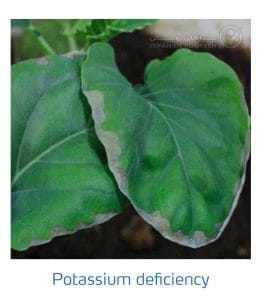 علائم کمبود پتاسیم در کلم پیچ، گل کلم، کلم بروکلی (Potassium Deficiency)