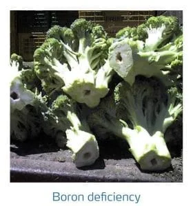 علائم کمبود بُر در کلم پیچ، گل کلم، کلم بروکلی (Boron Deficiency)