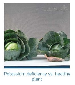 علائم کمبود پتاسیم در کلم پیچ، گل کلم، کلم بروکلی (Potassium Deficiency)