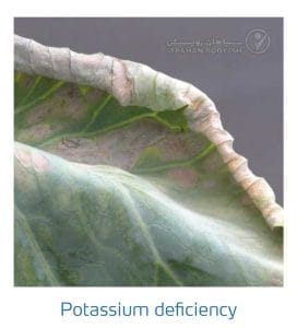 علائم کمبود پتاسیم در کلم پیچ، گل کلم، کلم بروکلی (Potassium Deficiency)