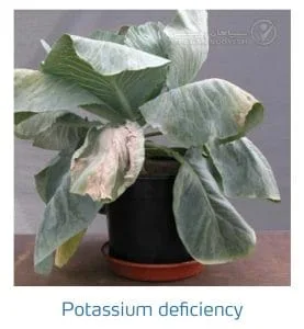 علائم کمبود پتاسیم در کلم پیچ، گل کلم، کلم بروکلی (Potassium Deficiency)