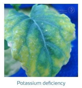 علائم کمبود پتاسیم در کلم پیچ، گل کلم، کلم بروکلی (Potassium Deficiency)