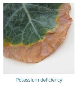 علائم کمبود پتاسیم در کلم پیچ، گل کلم، کلم بروکلی (Potassium Deficiency)