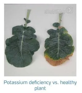 علائم کمبود پتاسیم در کلم پیچ، گل کلم، کلم بروکلی (Potassium Deficiency)