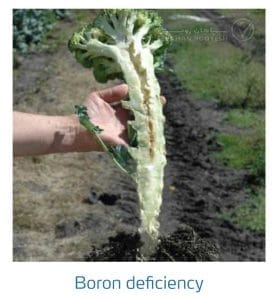 علائم کمبود بُر در کلم پیچ، گل کلم، کلم بروکلی (Boron Deficiency)