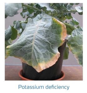 علائم کمبود پتاسیم در کلم پیچ، گل کلم، کلم بروکلی (Potassium Deficiency)