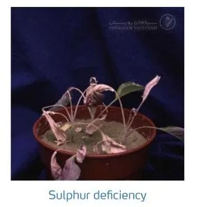 علائم کمبود سولفور در کلم پیچ، گل کلم، کلم بروکلی (Sulphur Deficiency)