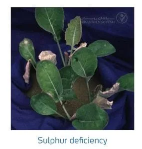 علائم کمبود سولفور در کلم پیچ، گل کلم، کلم بروکلی (Sulphur Deficiency)